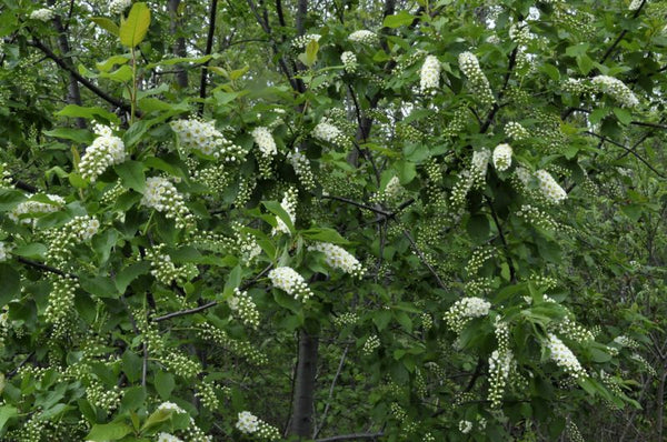 Cerisier de Virginie 'cultivar de Maskinongé' prunus virginiana