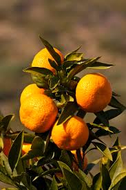 Mandarine Sylverhill Satsuma