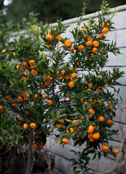 Mandarin Trees