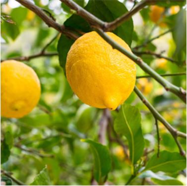 Lemon Trees