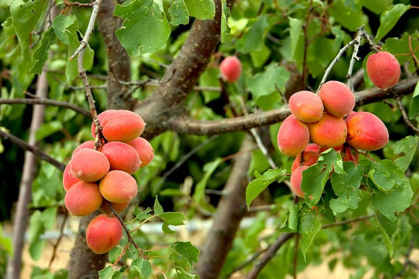 Apricot tree Harglow