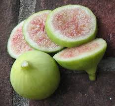 Conadria fig tree – Nutcracker Nursery & Tree Farm