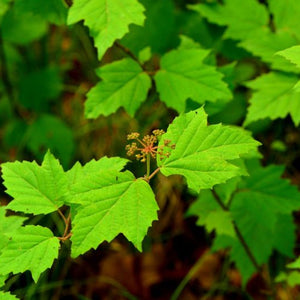 Viorne à feuilles d'érable (Viburnum acerifolium)