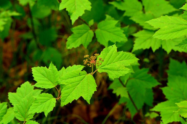 Viorne à feuilles d'érable (Viburnum acerifolium)