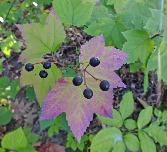 Maple-leaved viburnum (Viburnum acerifolium)