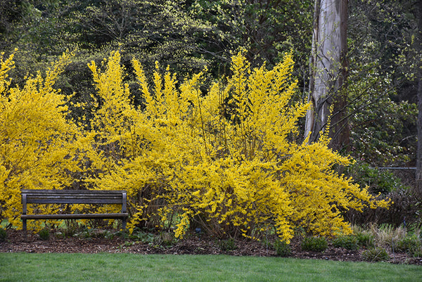 Forsythia 'Northern Gold'