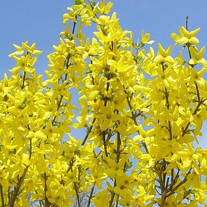 Forsythia 'Northern Gold'