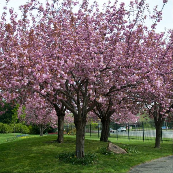 Cerisier du Japon (prunus serrulata)