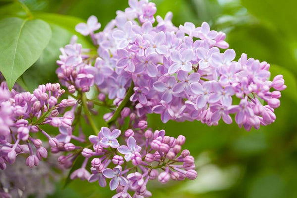 Lilas commun (Syringa vulgaris)