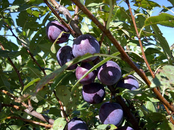 Prune-cerise Sapalta sur mustang semi dwarf