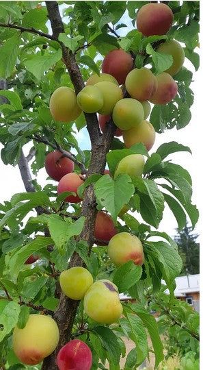 Plumcot 'Northern Sunset' sur St-julien semi dwarf