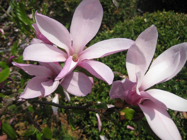 Magnolia liliflora Betty