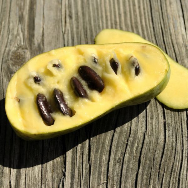 Grafted Pawpaw 'Mango'