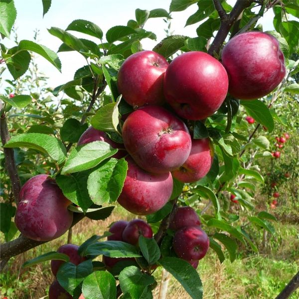 Apple trees