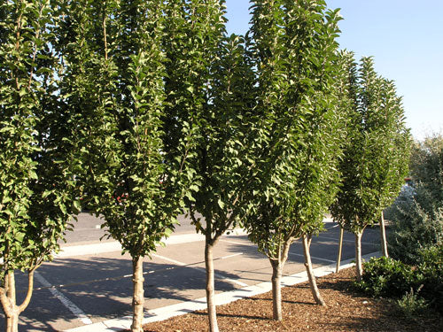 Pommier Colonnaire Crimson spire