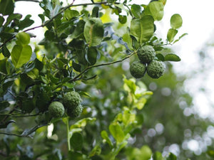 Lime Kaffir sur porte-greffe Nain