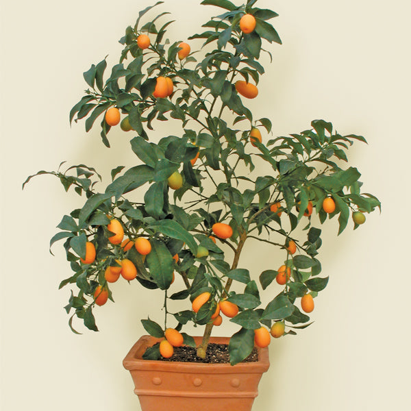 Kumquats