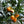 Dwarf Nagami Kumquat