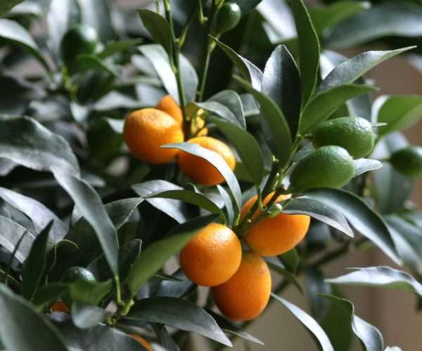 Dwarf Nagami Kumquat