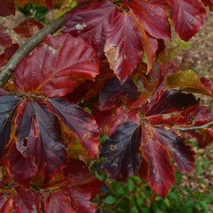 Arbre de Fer ou Parrotie de Perse (Parrotia persica)