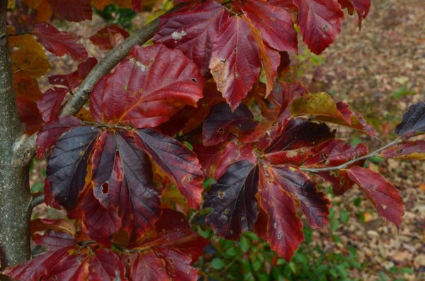 Arbre de Fer ou Parrotie de Perse (Parrotia persica)