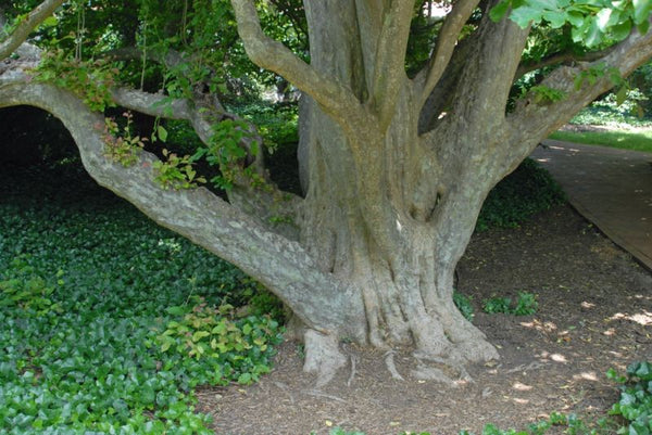 Arbre de Fer ou Parrotie de Perse (Parrotia persica)