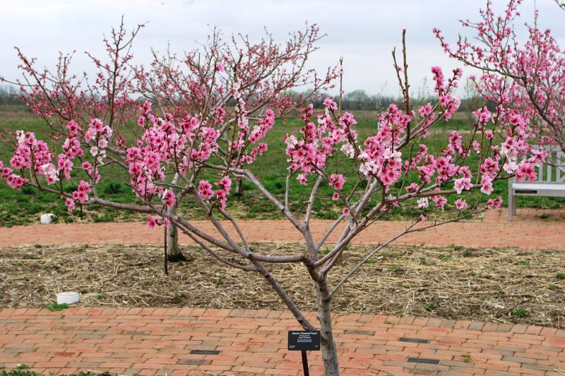 Peach trees and Nectarines