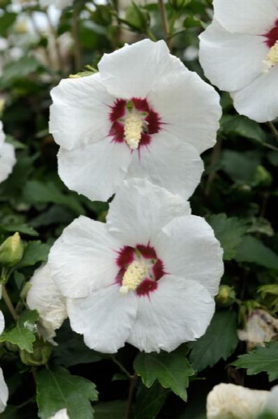 Hibiscus syriacus 'red Heart'