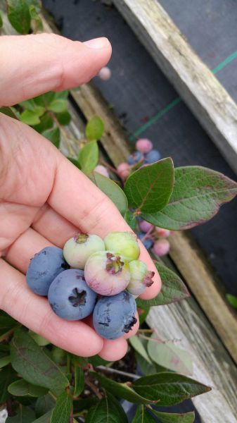 Aurora Blueberry