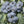 Bleuetier Huron