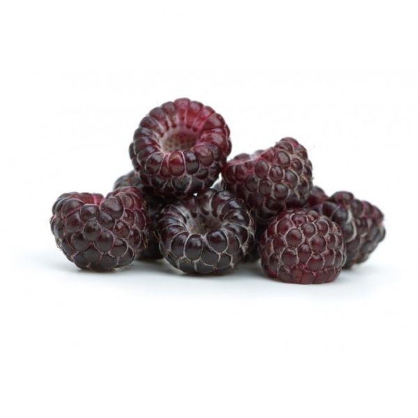 Jewel Back Raspberry Black raspberry 'jewel' (Rubus occidentalis) – Nutcracker Nursery ...
