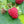 Raspberry Autumn Britten