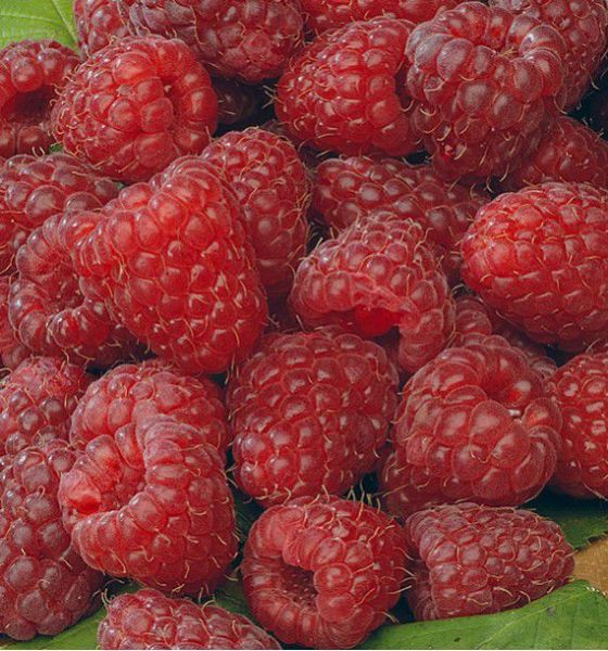 Raspberry Polka – Nutcracker Nursery & Tree Farm