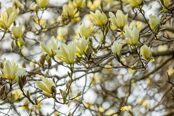 MAGNOLIA ACUMINATA 'ELIZABETH'