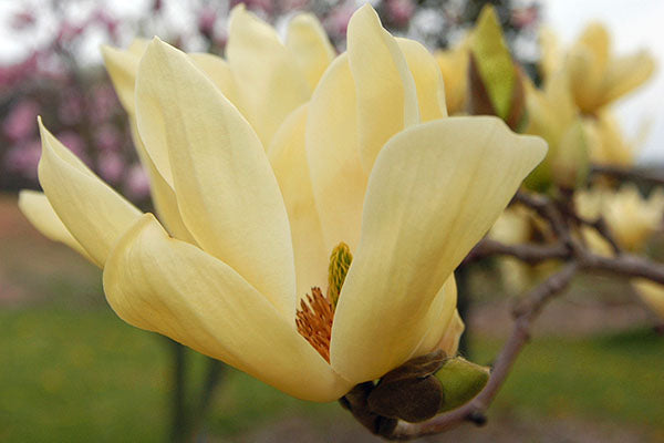 MAGNOLIA ACUMINATA 'ELIZABETH'