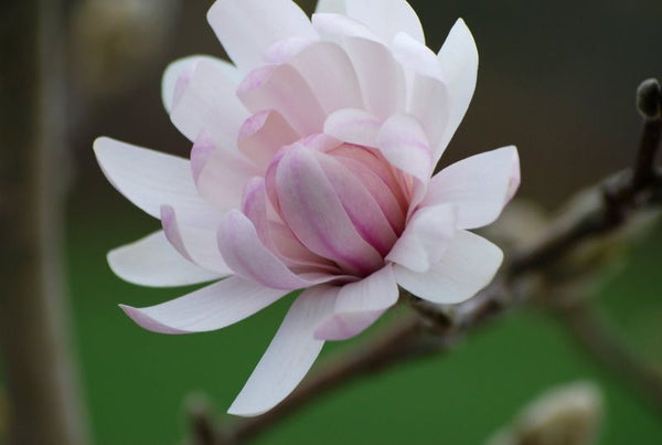 Magnolia 'LEGACY'