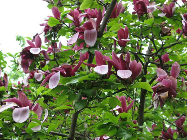 Magnolia Liliflora 'NIGRA'