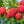 Red Mammoth Raspberry