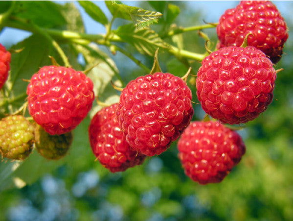 Red Mammoth Raspberry – Nutcracker Nursery & Tree Farm