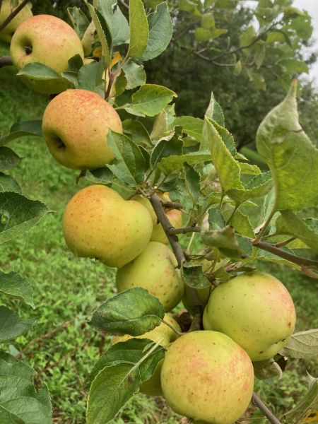 Pommier Normand de Bulmer