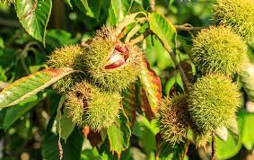 Chestnut trees