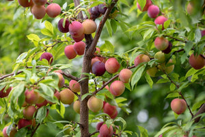 Prunier Methley prunus salicina