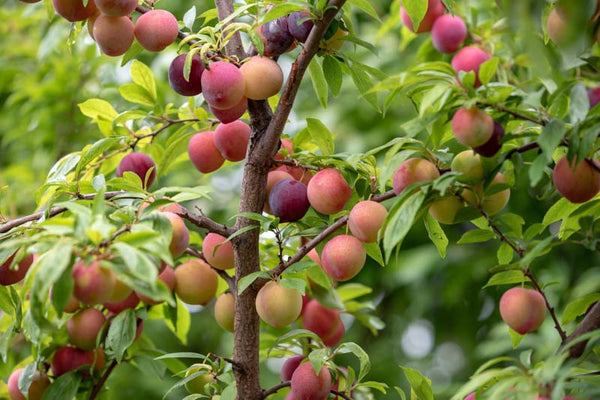 Prunier Methley prunus salicina