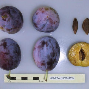 Prunier Seneca Prunus domestica (porte greffe nain)