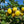 Prunier Yellow Eggs prunus domestica