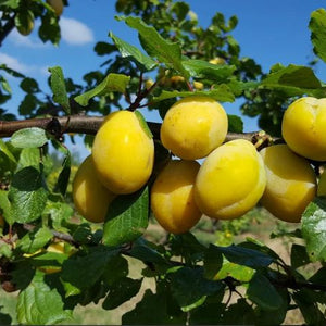 Prunier Yellow Eggs prunus domestica