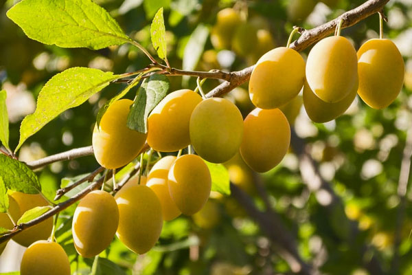 Prunier Yellow Eggs prunus domestica