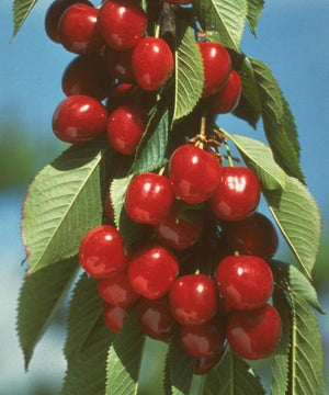 Cerisier sucré Vandalay prunus avium