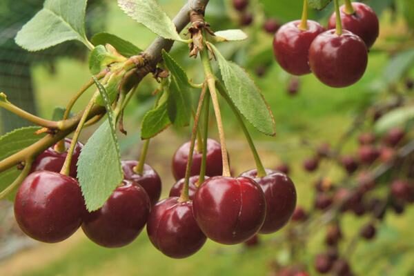 Cerisier sucré Vandalay prunus avium