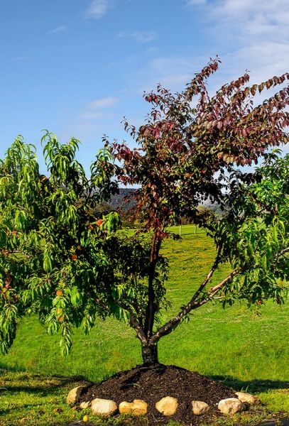 Combo Salade de fruits 4 sortes de fruits sur un même porte-greffe